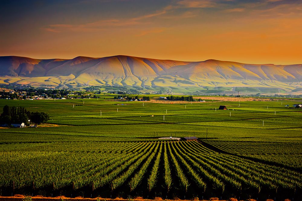 USA-WA-Red Mountain Dusk on the vineyards of Red Mountain wine region with Horse Heaven Hills